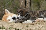 AKITA INU 083